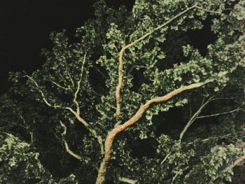 Plants growing on tree trunk