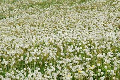 Full frame shot of white flowering plants on field