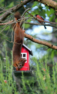 Close-up of squirrel eating on branch