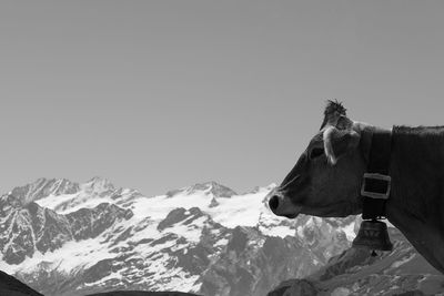 Scenic view of snow covered mountain against clear sky