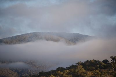 Scenic view of trees against sky