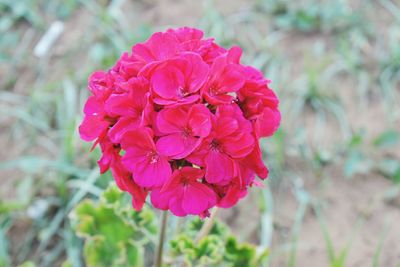 Close-up of pink flowers blooming outdoors