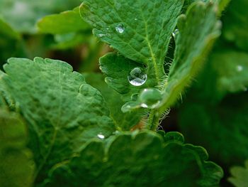 Close-up of water drops on leaf