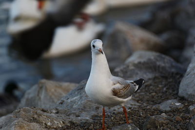 Close-up of seagull perching on rock