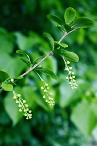Close-up of plant