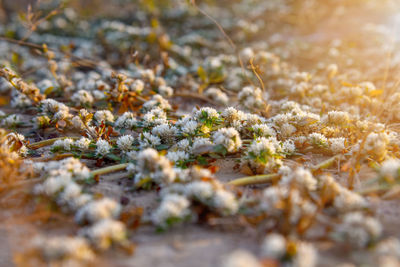 Close-up of snow on moss covered land