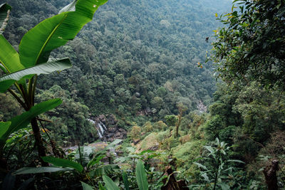 Trees growing in forest