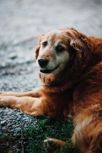 Portrait of dog relaxing on field