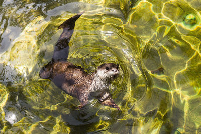 High angle view of duck swimming in lake