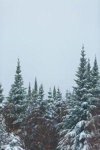 Pine trees on snowcapped mountain against clear sky