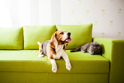 Dog sitting on sofa at home