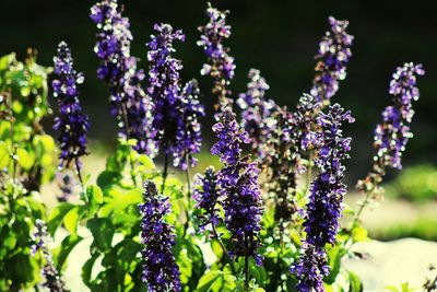 Close-up of purple flowering plants