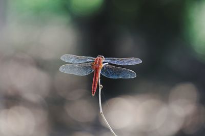 Close-up of dragonfly on twig