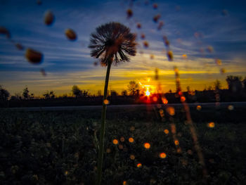 Close-up of flower growing on field against sky at sunset