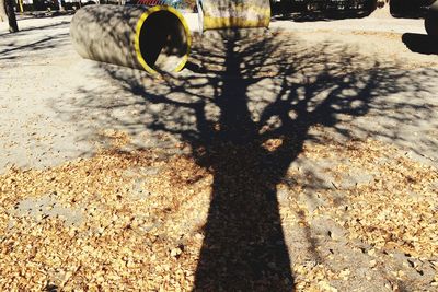 Shadow of tree