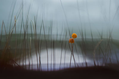 Close-up of yellow flower against blurred background