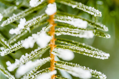 Close-up of frozen plant