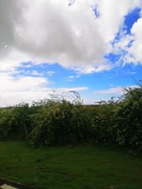 Trees on field against sky