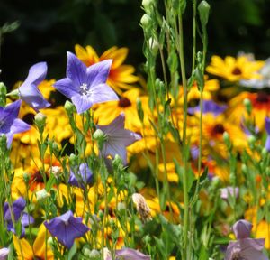 Close-up of yellow crocus blooming on field