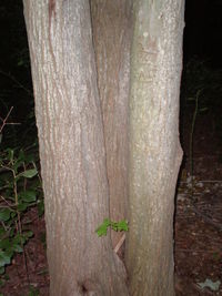 Close-up of tree trunk