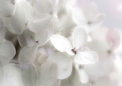 Close-up of white hydrangea flowers