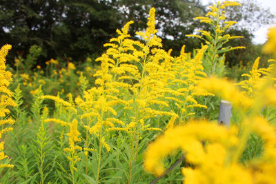 Close-up of yellow flowers in field