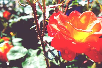 Close-up of orange flowers