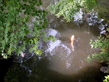 High angle view of jellyfish swimming in lake