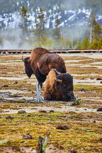 High angle view of an animal