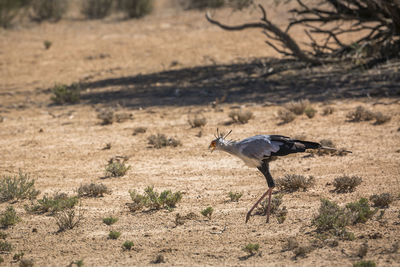 View of bird on sand