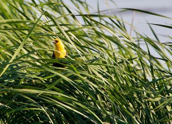 Close-up of bird perching on grass