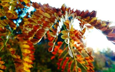 Low angle view of leaves on tree