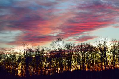 Silhouette trees against dramatic sky