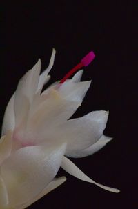 Close-up of white flower