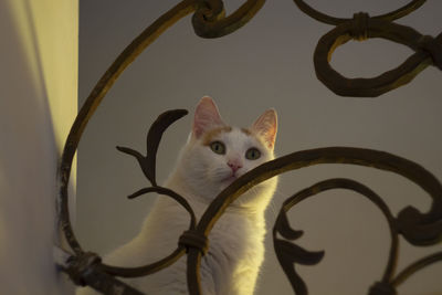 Close-up portrait of a cat