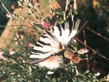 Close-up of butterfly on flower