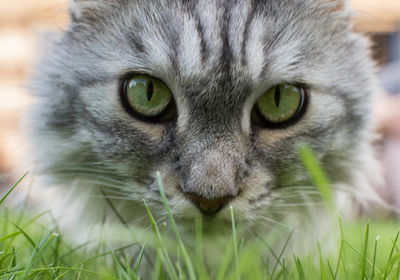 Close-up portrait of cat