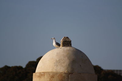 Low angle view of seagull perching on wall against sky