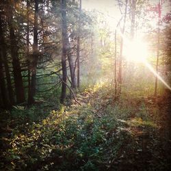 Sun shining through trees in forest