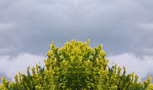 Low angle view of yellow tree against sky