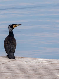 Bird perching on a lake