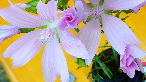 Close-up of colorful flowers