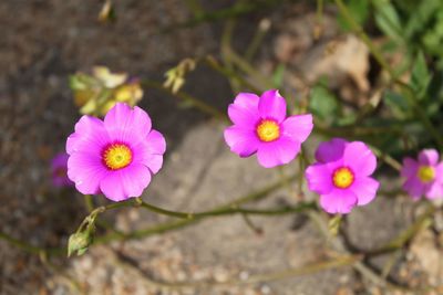 Close-up of pink flowering plants