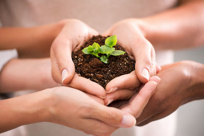 Cropped hands planting sapling