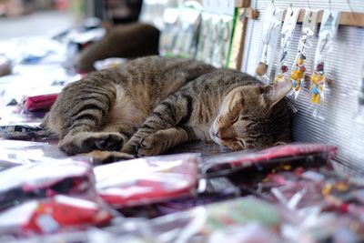 Cat sleeping on bed