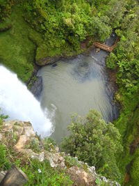 Scenic view of waterfall in forest