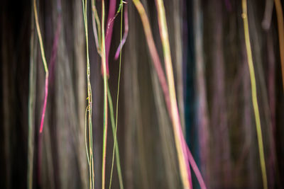 Full frame shot of colorful plant