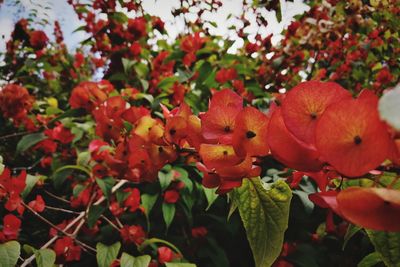 Close-up of red flowering plants