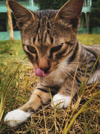 Close-up of a cat