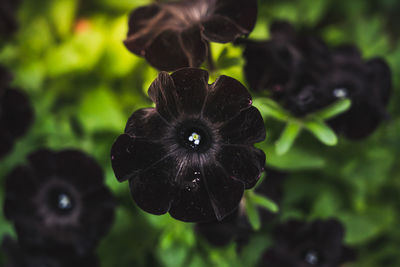 Close-up of purple flowering plant